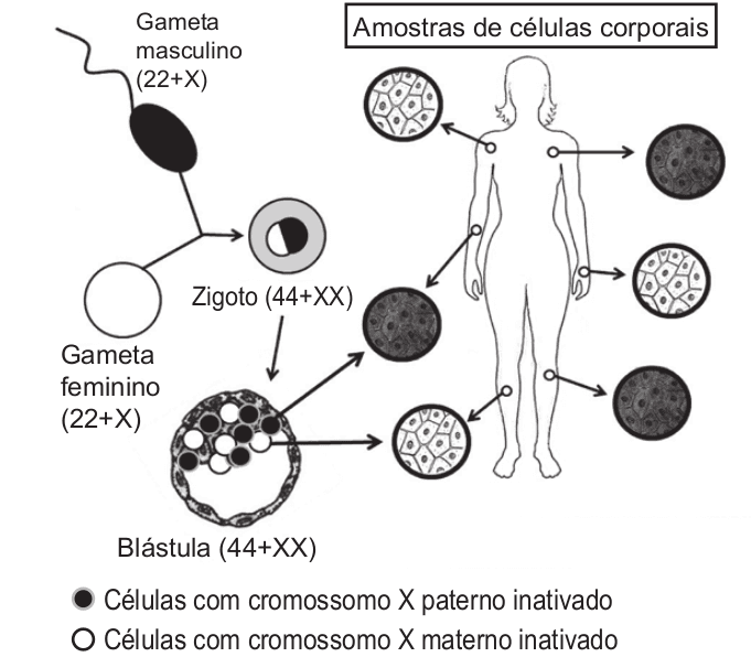Imagem 1 da questão 104 do ENEM 2022