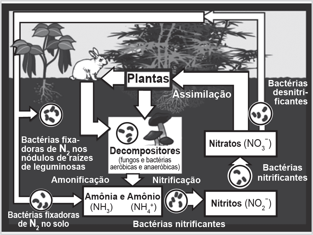 Imagem 1 da questão 99 do ENEM 2022