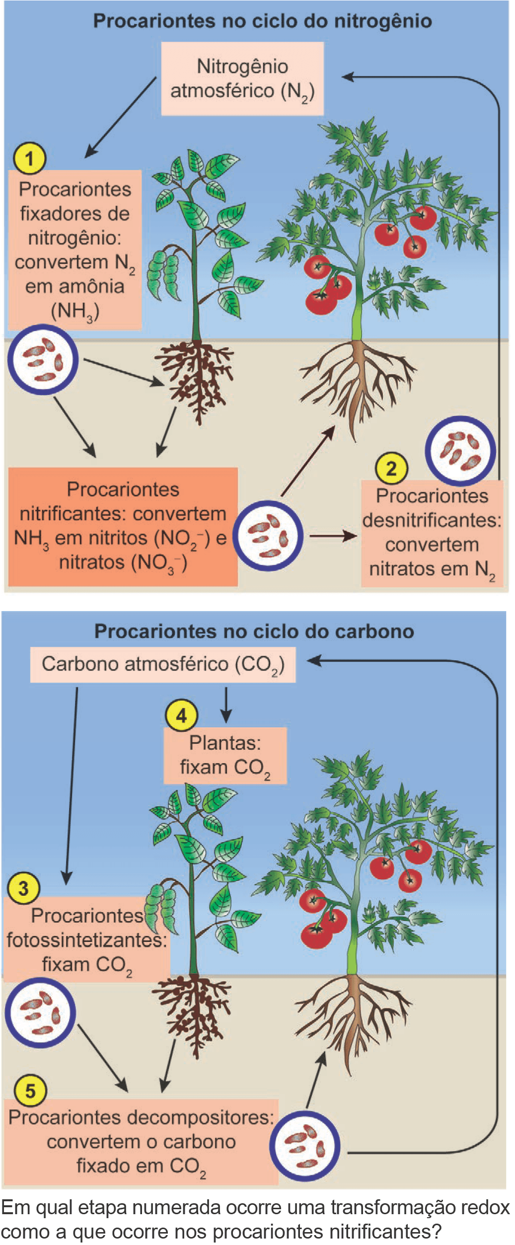 Imagem 1 da questão 103 do ENEM 2024