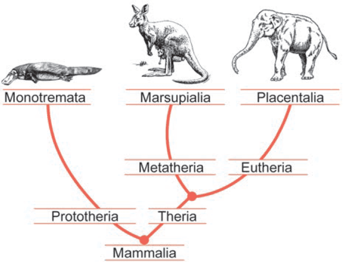 Imagem 1 da questão 108 do ENEM 2024