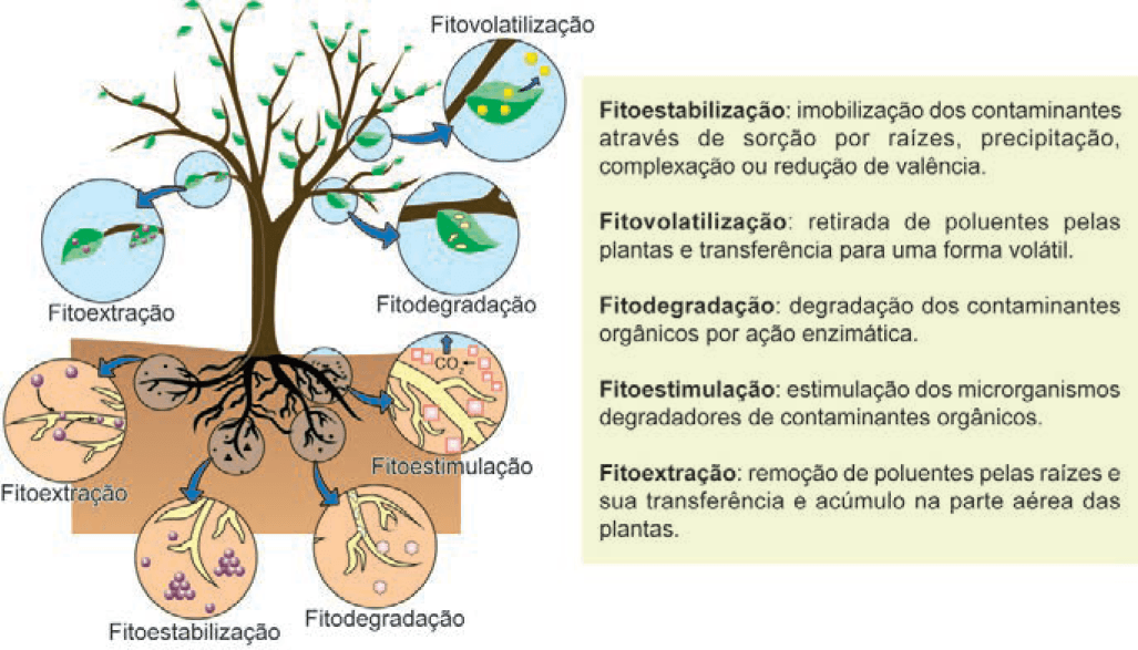 Imagem 1 da questão 118 do ENEM 2024