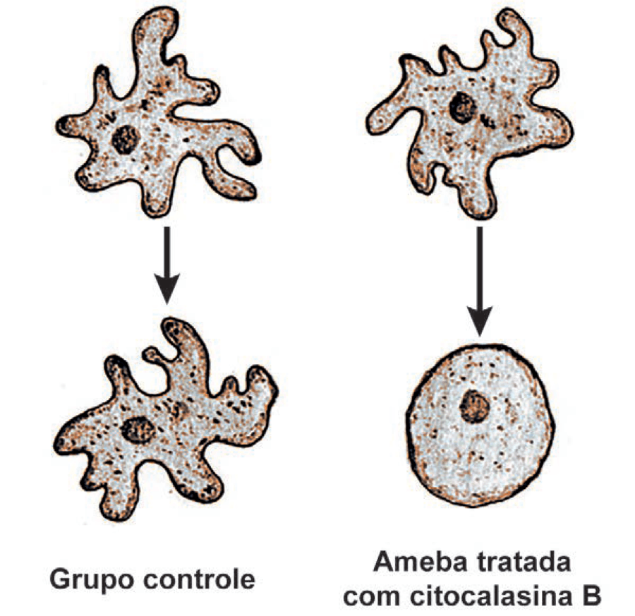 Imagem 1 da questão 132 do ENEM 2024
