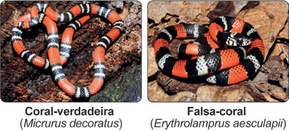 Imagem 1 da questão 91 do ENEM 2024